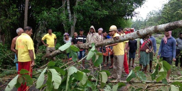 Fire services personnel trying to remove a huge tree which had been felled by Cyclone Fani