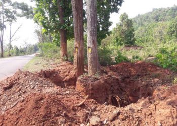 Locals fume as tree translocation gets delayed in Kandhamal   