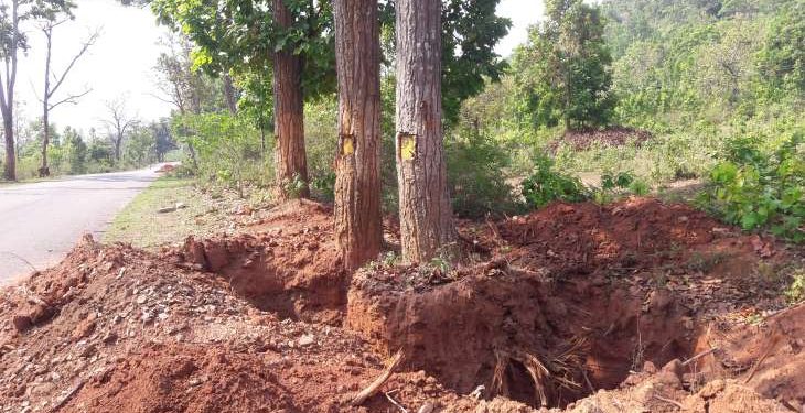 Locals fume as tree translocation gets delayed in Kandhamal   