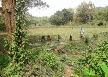Fani damages rabi crops in Balasore