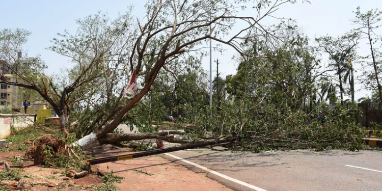 People preparing thair house & other activities After effect of cyclone FANI (36)