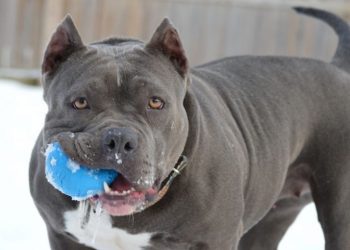 Researchers have found that Pit Bulls and mixed breed dogs have the highest risk of biting and cause the most damage per bite.