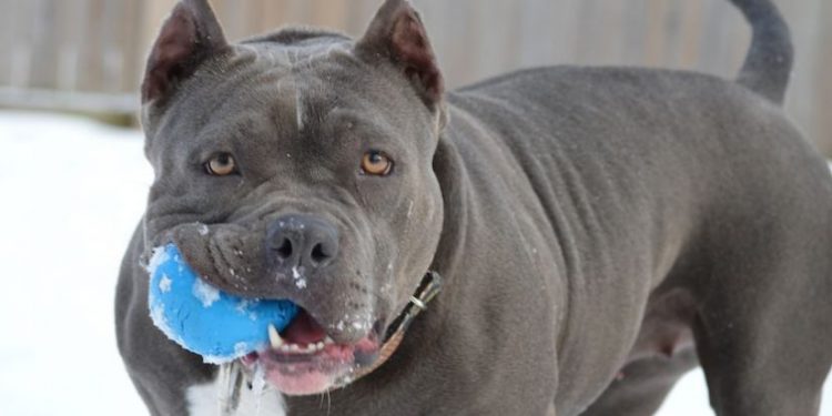 Researchers have found that Pit Bulls and mixed breed dogs have the highest risk of biting and cause the most damage per bite.