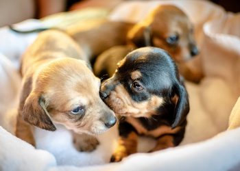 Scientists studied the heritability of dog ownership using information on 35,035 twin pairs from the Swedish Twin Registry.