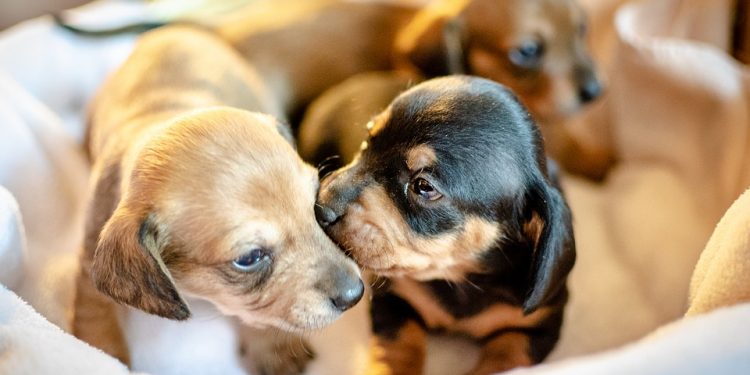 Scientists studied the heritability of dog ownership using information on 35,035 twin pairs from the Swedish Twin Registry.