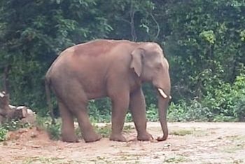 Wild Tusker