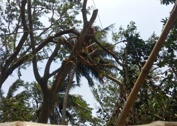 Man gets stuck on tree for two hours; rescued