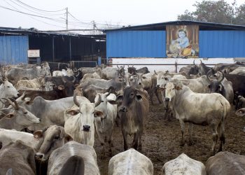 Man held in Ayodhya for raping cows