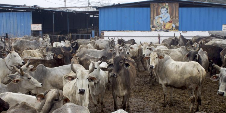 Man held in Ayodhya for raping cows
