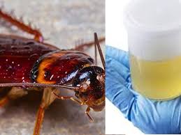 Here people drink ‘cockroach tonic’ to get rid of stomach aches