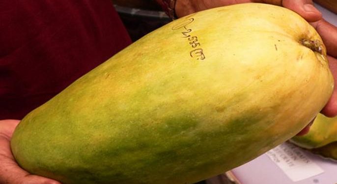 About 1400 varieties of mangoes are found in the world, out of which 1 thousand varieties are grown in India.