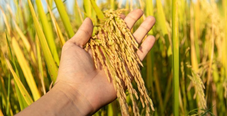 Ganjam paddy farmers a worried lot