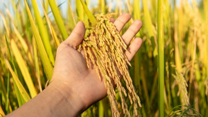Ganjam paddy farmers a worried lot