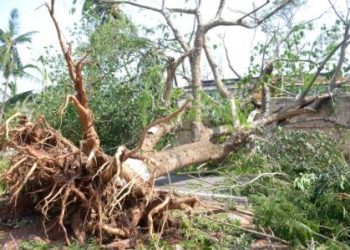 FANI: An uprooted tree in PMG  area