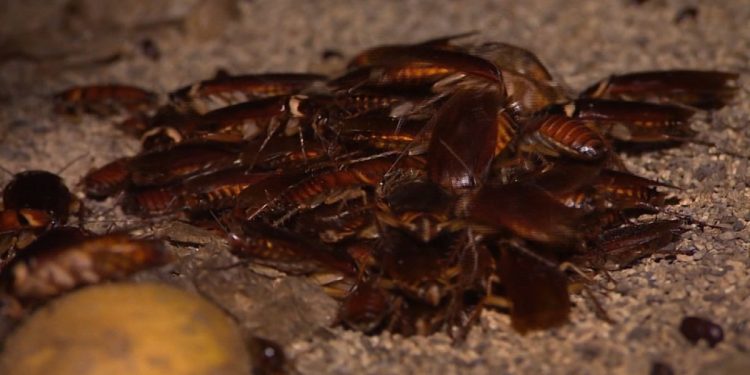 Here people drink ‘cockroach tonic’ to get rid of stomach aches