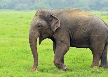 Elephant strays into Barbil town