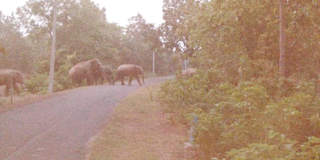 Jharkhand jumbos back in Nilgiri, people panicky