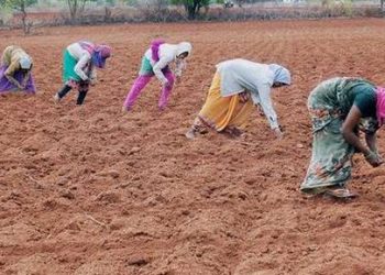 Farmers irked with private seed dealers