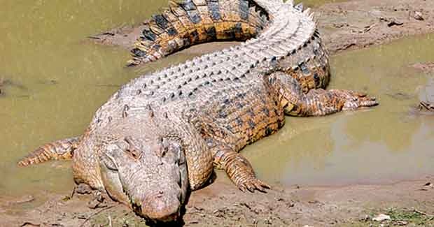 Rare captive albino crocodile 'Mali' lays eggs in Bhitarkanika