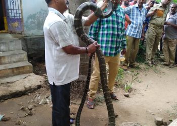 King cobra rescued