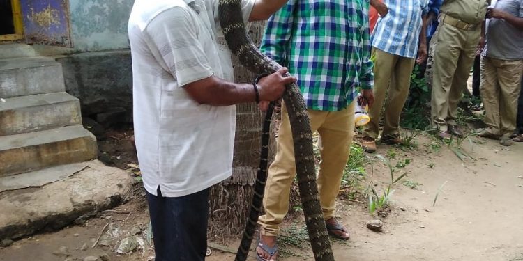 King cobra rescued