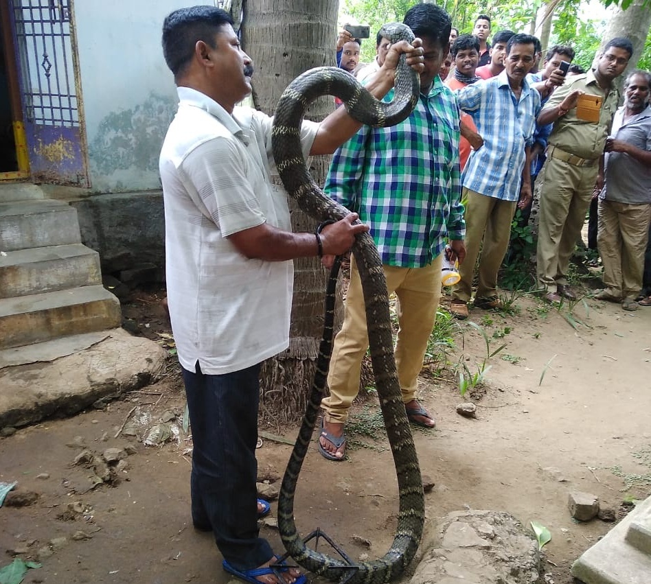 King cobra rescued