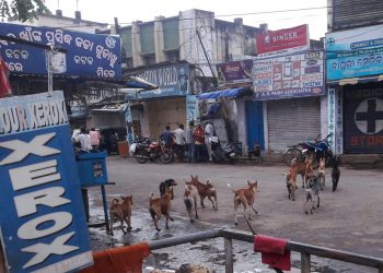 Stray dog menace in Silk City; sterilisation in backburner