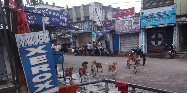 Stray dog menace in Silk City; sterilisation in backburner