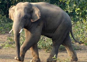 Woman killed, daughter injured in elephant attack