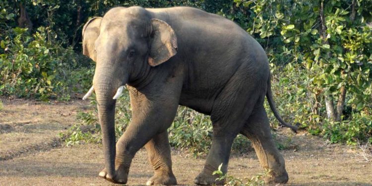 Woman killed, daughter injured in elephant attack