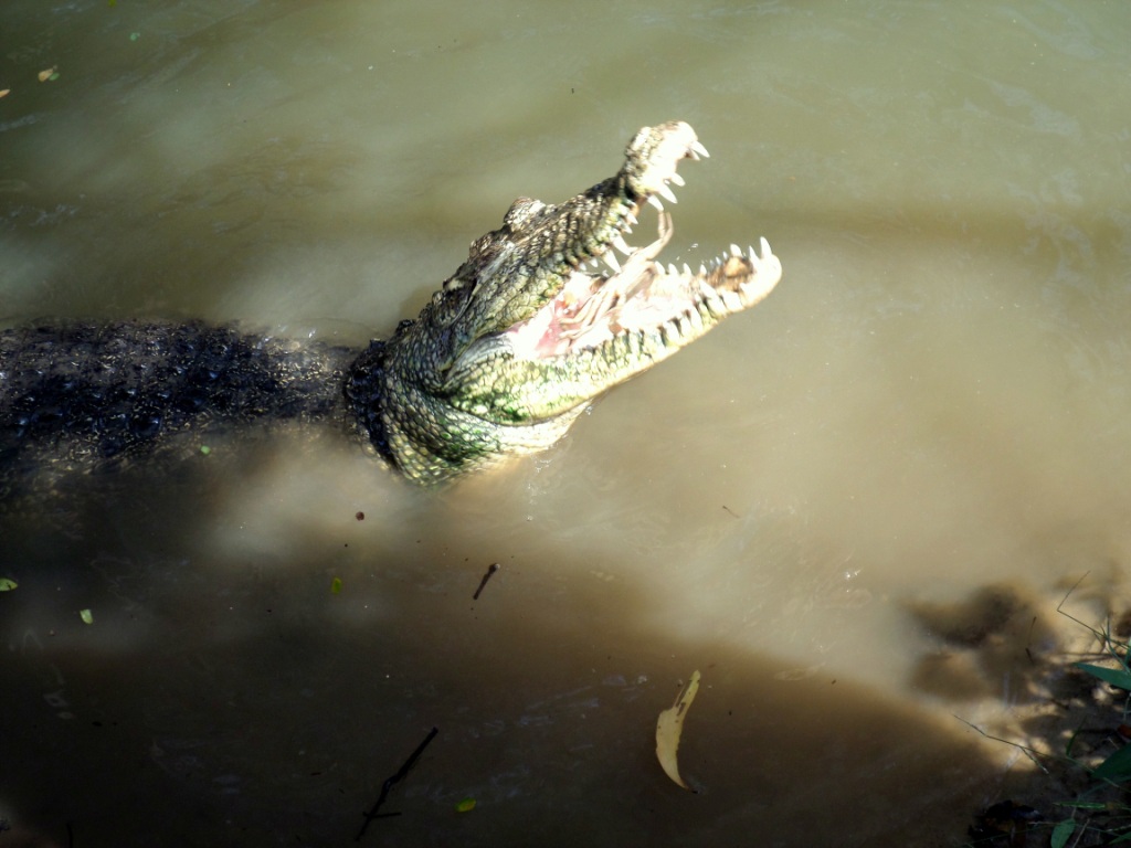 Rare albino crocodile sighted in Odisha's Bhitarkanika