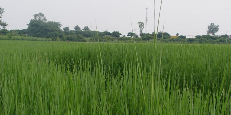 Serious staff crunch plagues ‘Agriculture District’ 