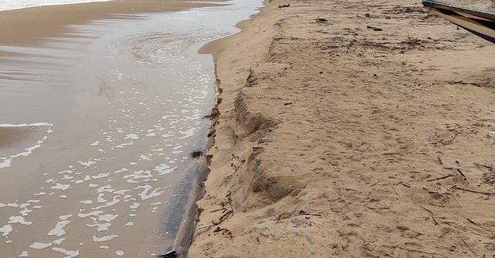 Threat looms over Ganjam coastline as casuarinas decrease