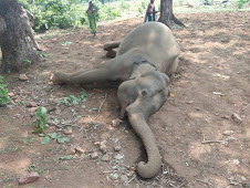 Elephant found dead, forest dept starts probe