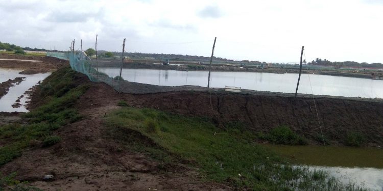 Illegal prawn farming eats into paddy cultivation