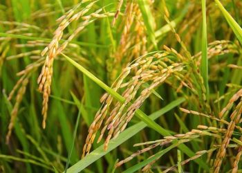 Indigenous paddy varieties facing extinction