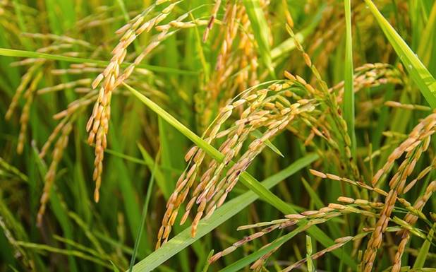 Indigenous paddy varieties facing extinction