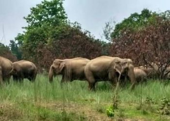 Rampaging jumbos trouble mango farmers in Champua