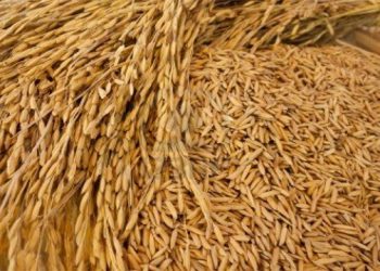 Seeds shortage irks paddy cultivators