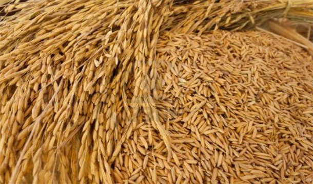 Seeds shortage irks paddy cultivators