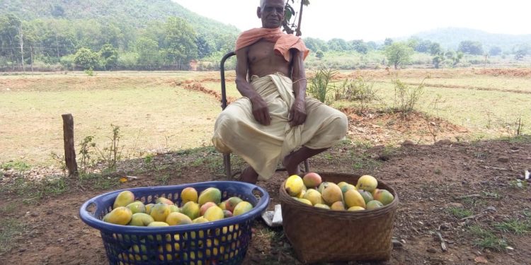 Water shortage hits farming in Kandhamal