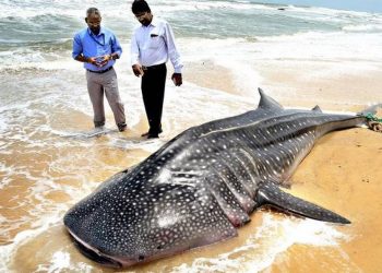 Range Forest Officer P Sridhar said the whale shark was 4.3 metres in length.