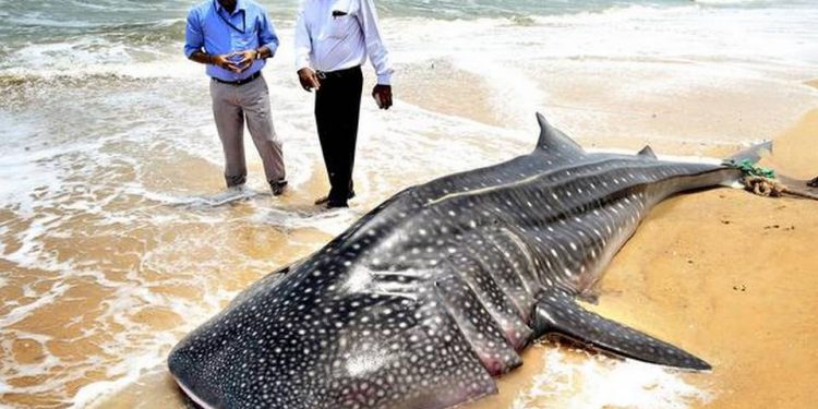 Range Forest Officer P Sridhar said the whale shark was 4.3 metres in length.