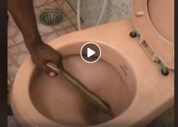 A video of the snake being rescued from the toilet has gone viral on social media, amassing nearly a million views.