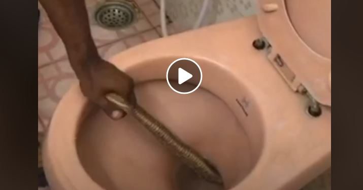 A video of the snake being rescued from the toilet has gone viral on social media, amassing nearly a million views.