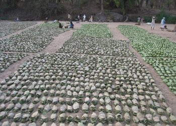 Tendu leaves are used for making 'bidis' (leaf-wrapped cigarettes). (Representational image)