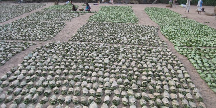 Tendu leaves are used for making 'bidis' (leaf-wrapped cigarettes). (Representational image)