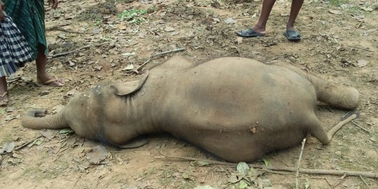 Elephant calf found dead in Kandhamal