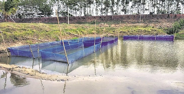 Lack of infrastructure affects fish cultivation