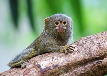 File photo of marmoset